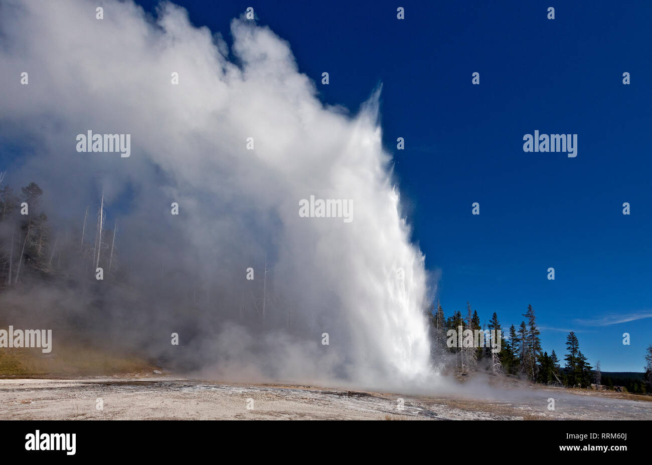 WY03863-00...WYOMING - Grand Geyser, the largest predictable geyser, located in the Upper Geyser Basin of Yellowstone National Park. Stock Photo