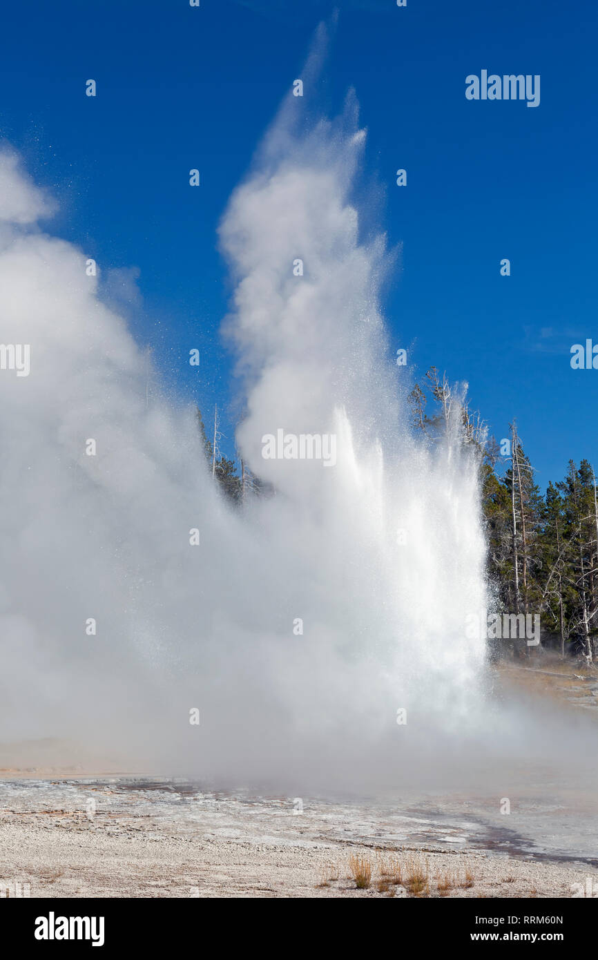WY03864-00...WYOMING - Grand Geyser, the largest predictable geyser, located in the Upper Geyser Basin of Yellowstone National Park. Stock Photo