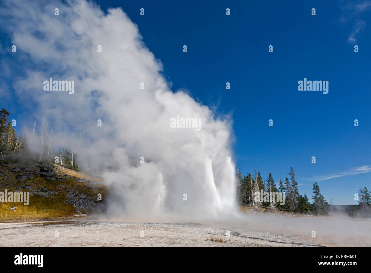 WY03865-00...WYOMING - Grand Geyser surrounded by Vent and Turban Geysers erupting in the Upper Geyser Basin of Yellowstone National Park. Stock Photo