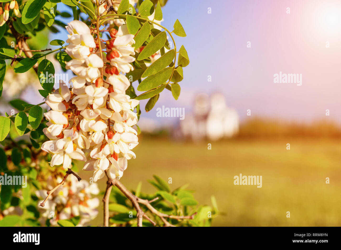 Blossoming inflorescence white acacia hi-res stock photography and ...