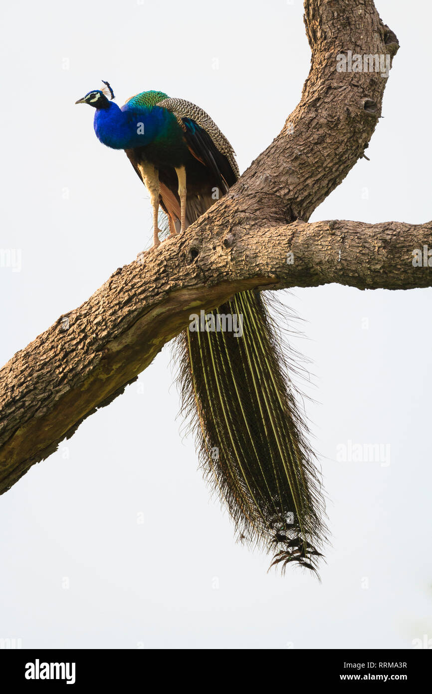 Indian Peafowl (Pavo cristatus), male perched on tree. Keoladeo National Park. Bharatpur. Rajasthan. India. Stock Photo