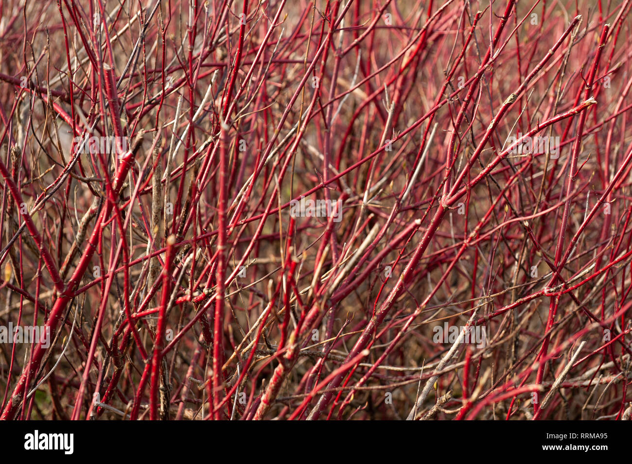 Red-twig dogwood (Cornus stolonifera), close up in Westbury, Wiltshire, UK. Stock Photo