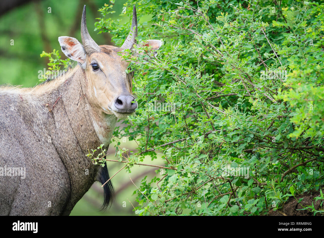 Nilgai (Boselaphus tragocamelus) male portrait. Keoladeo National Park. Bharatpur. Rajasthan. India. Stock Photo
