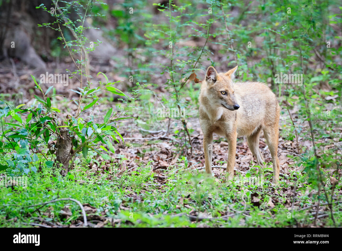 Indian Jackal (Canis aureus indicus) in habitat. Keoladeo National Park. Bharatpur. Rajasthan. India. Stock Photo