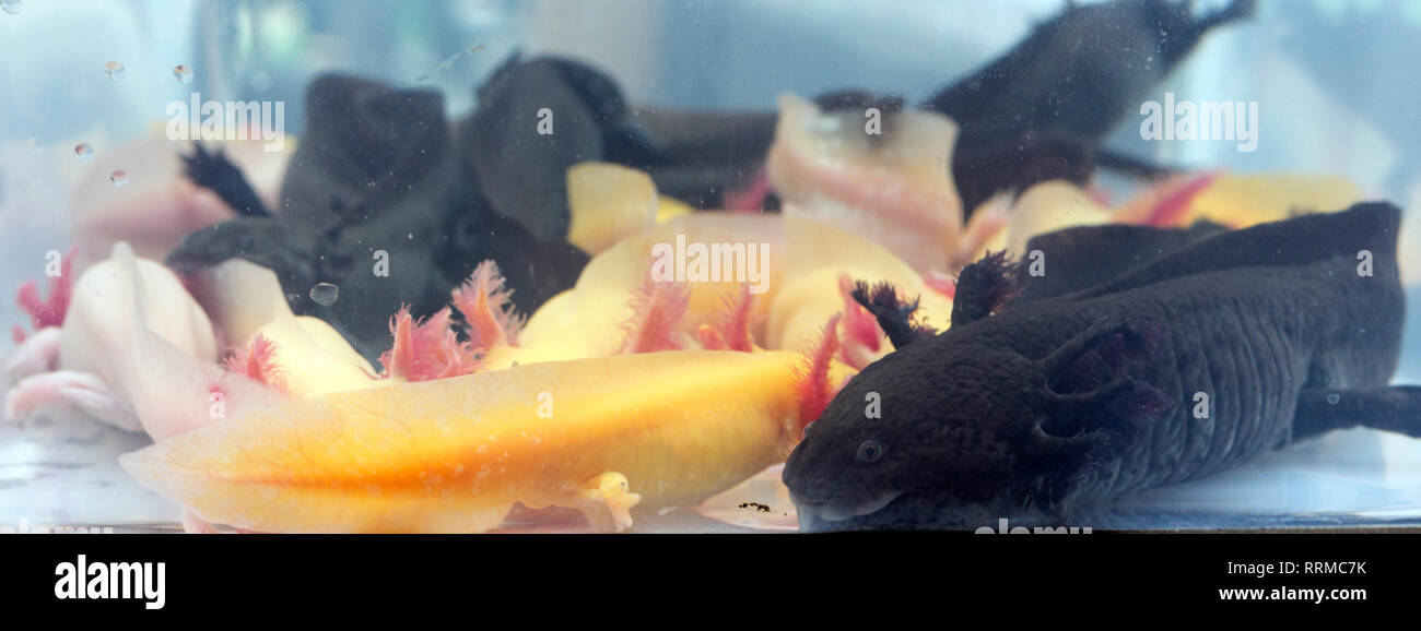 Group of coloured axolotls amphibians sold at market for aquarists Stock Photo