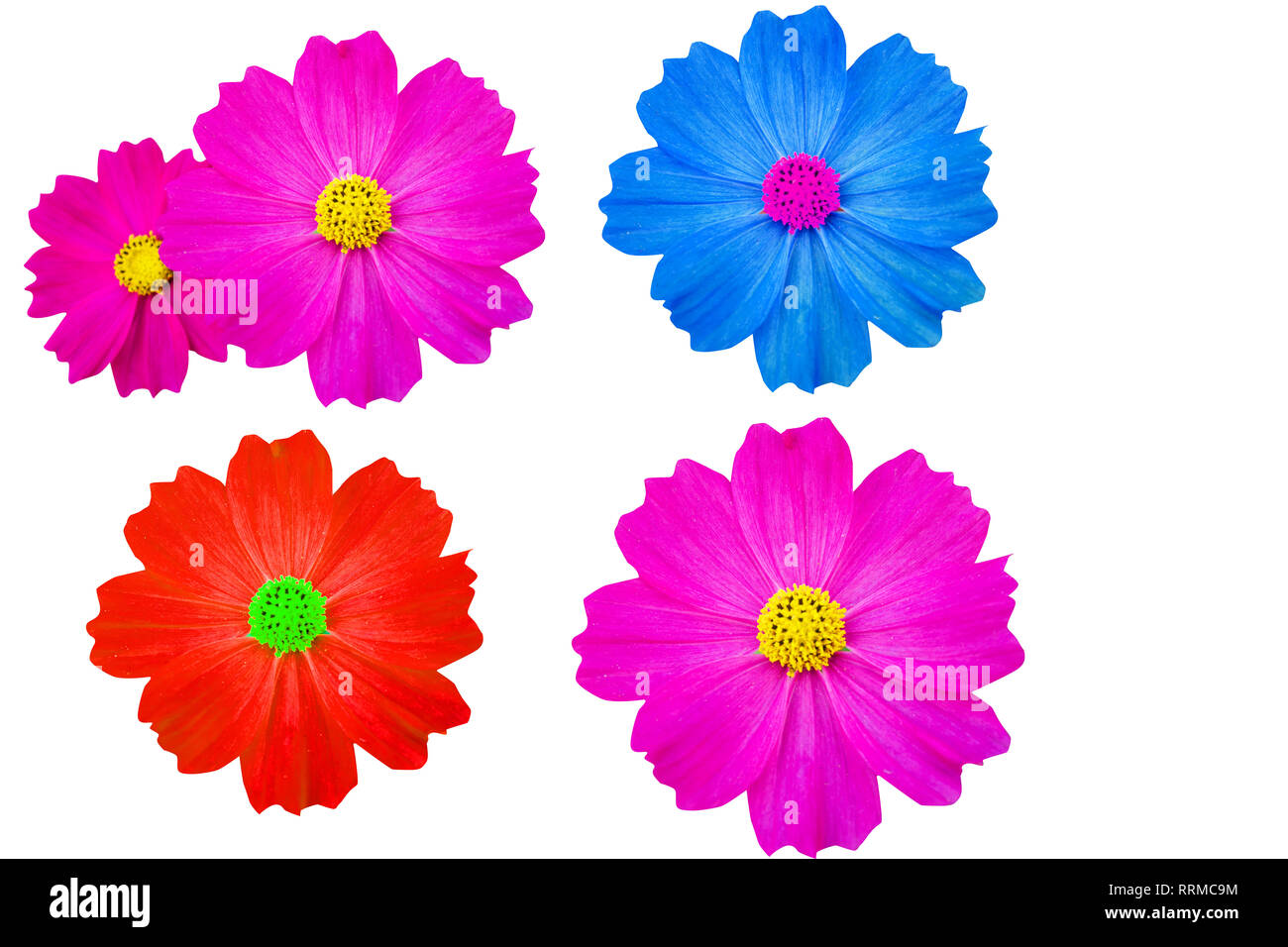 pink flower isolated on white background Stock Photo - Alamy