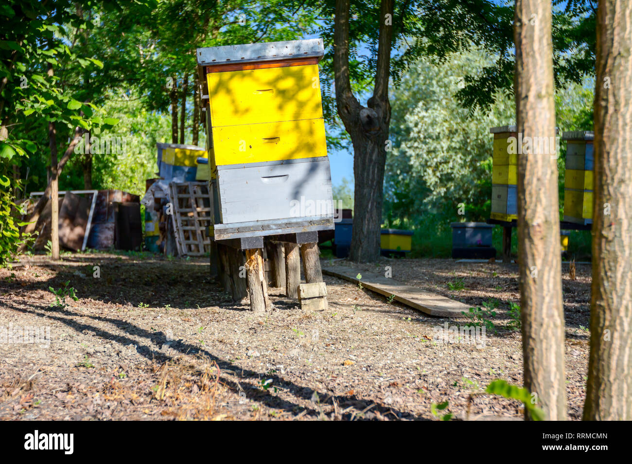 Wooden colorful beehives in a row are placed on wooden construction lifted off the ground Stock