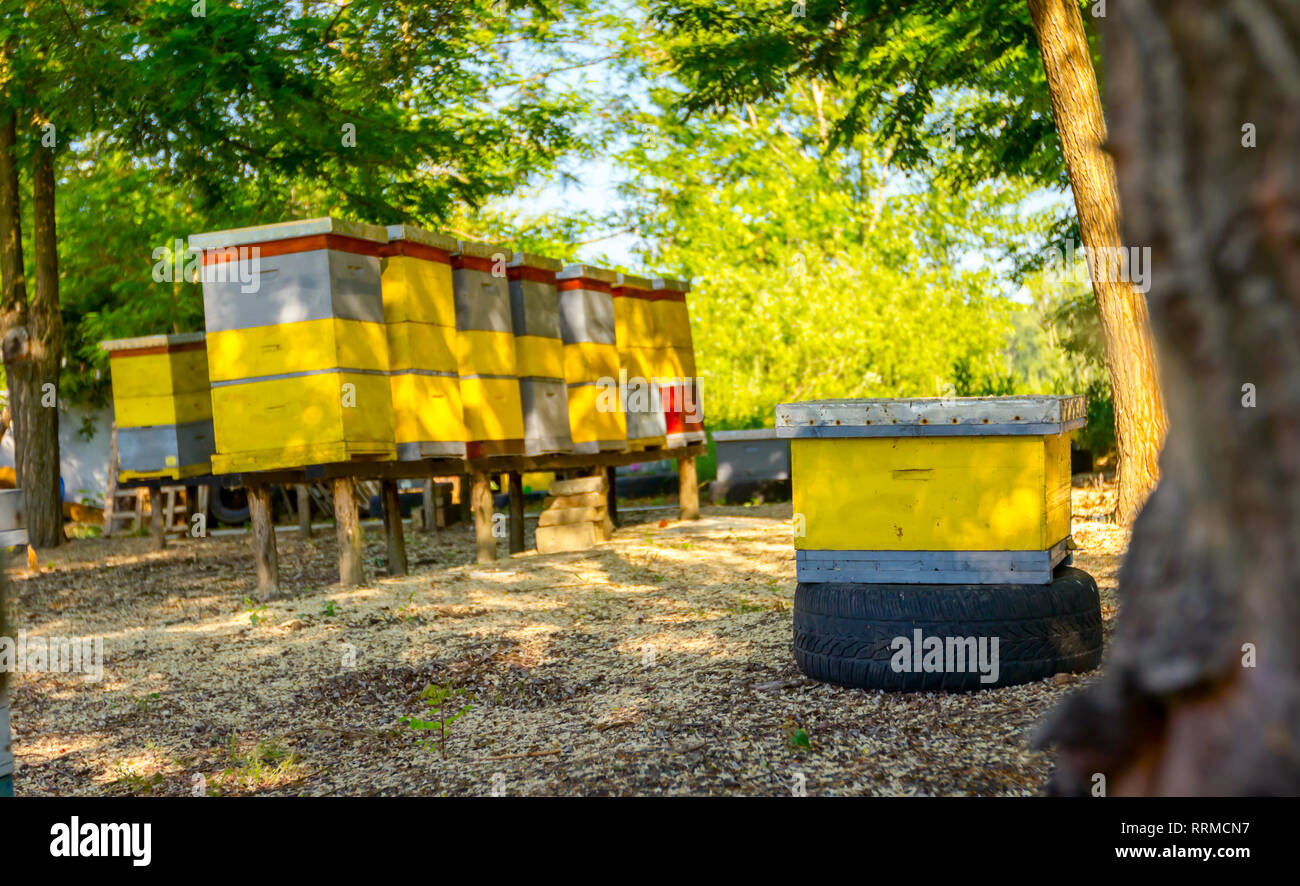 Raised bee hive hires stock photography and images Alamy