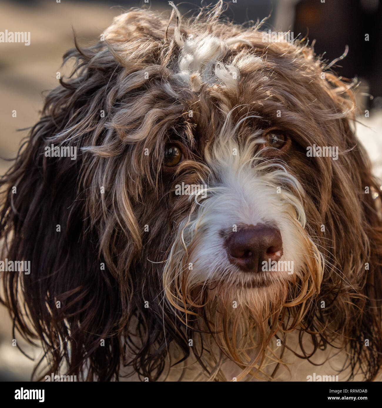 chocolate springerdoodle