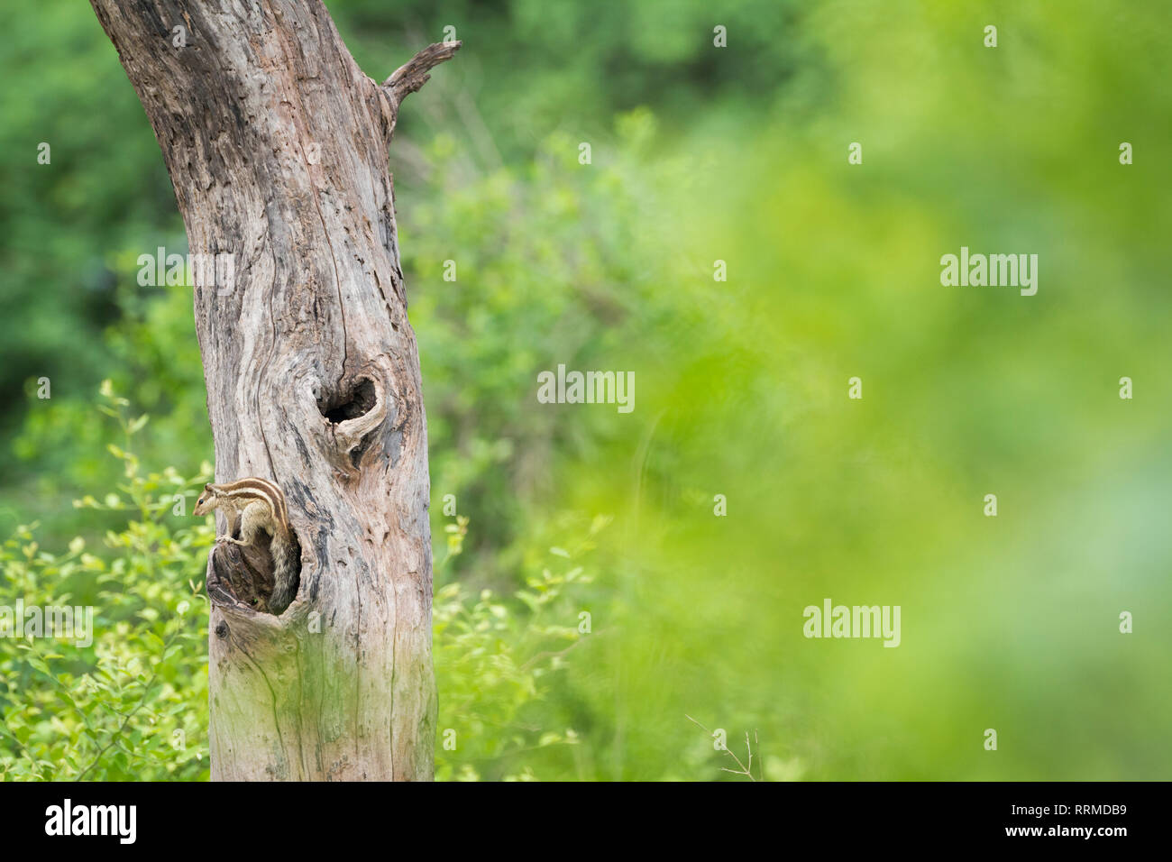 Indian palm squirrels hires stock photography and images Alamy