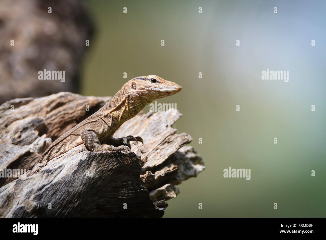 Bengal Monitor Lizard (Varanus bengalensis), juvenile on tree hole