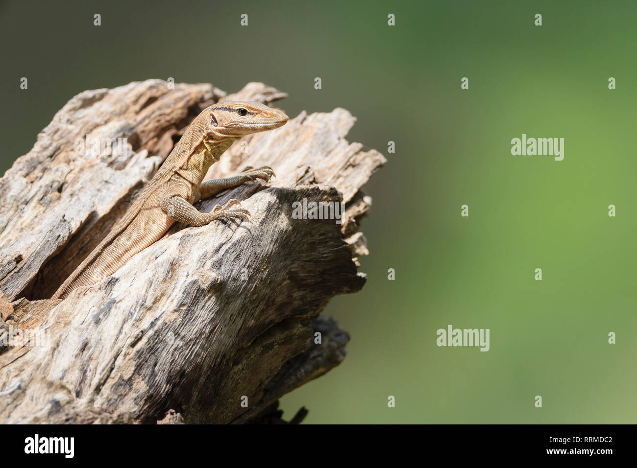 Bengal Monitor Lizard (Varanus bengalensis), juvenile on tree hole. Keoladeo National Park. Bharatpur. Rajasthan. India. Stock Photo