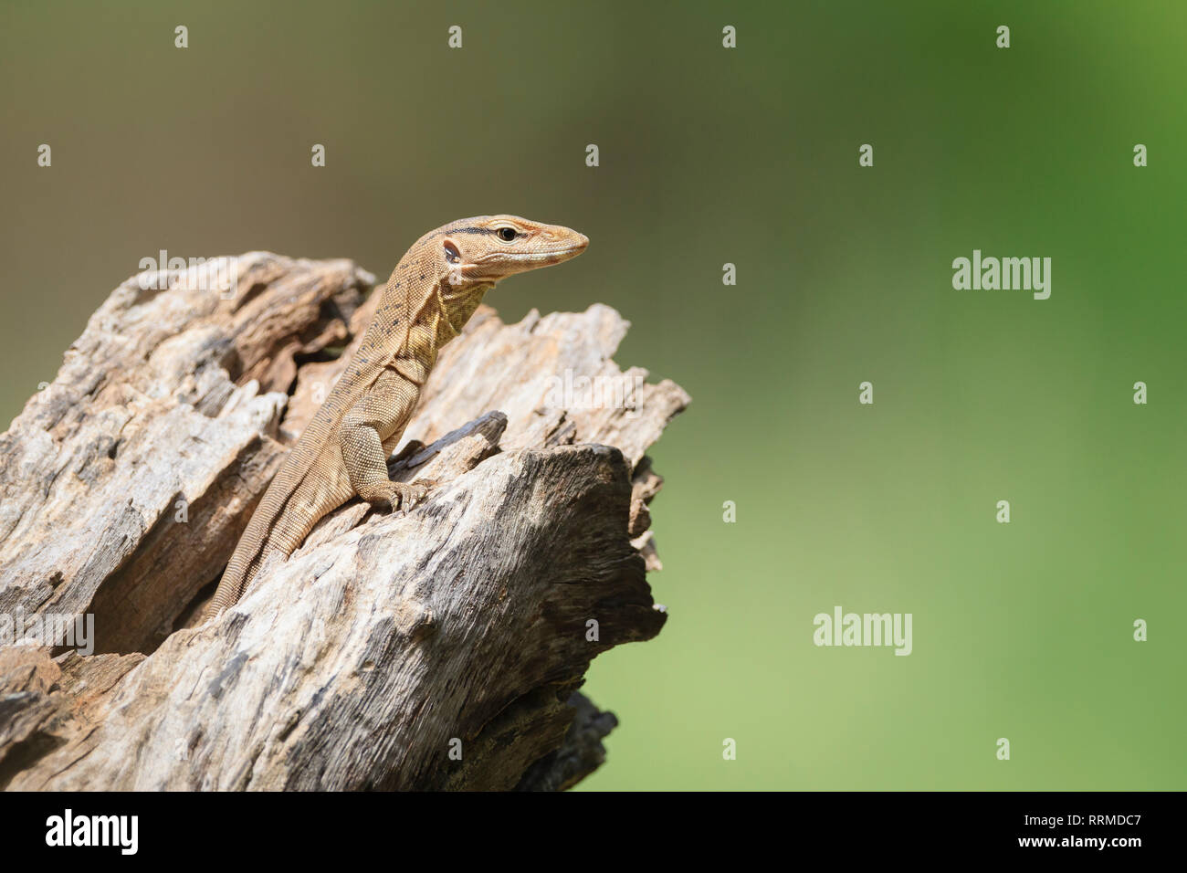 Bengal Monitor Lizard (Varanus bengalensis), juvenile on tree hole. Keoladeo National Park. Bharatpur. Rajasthan. India. Stock Photo