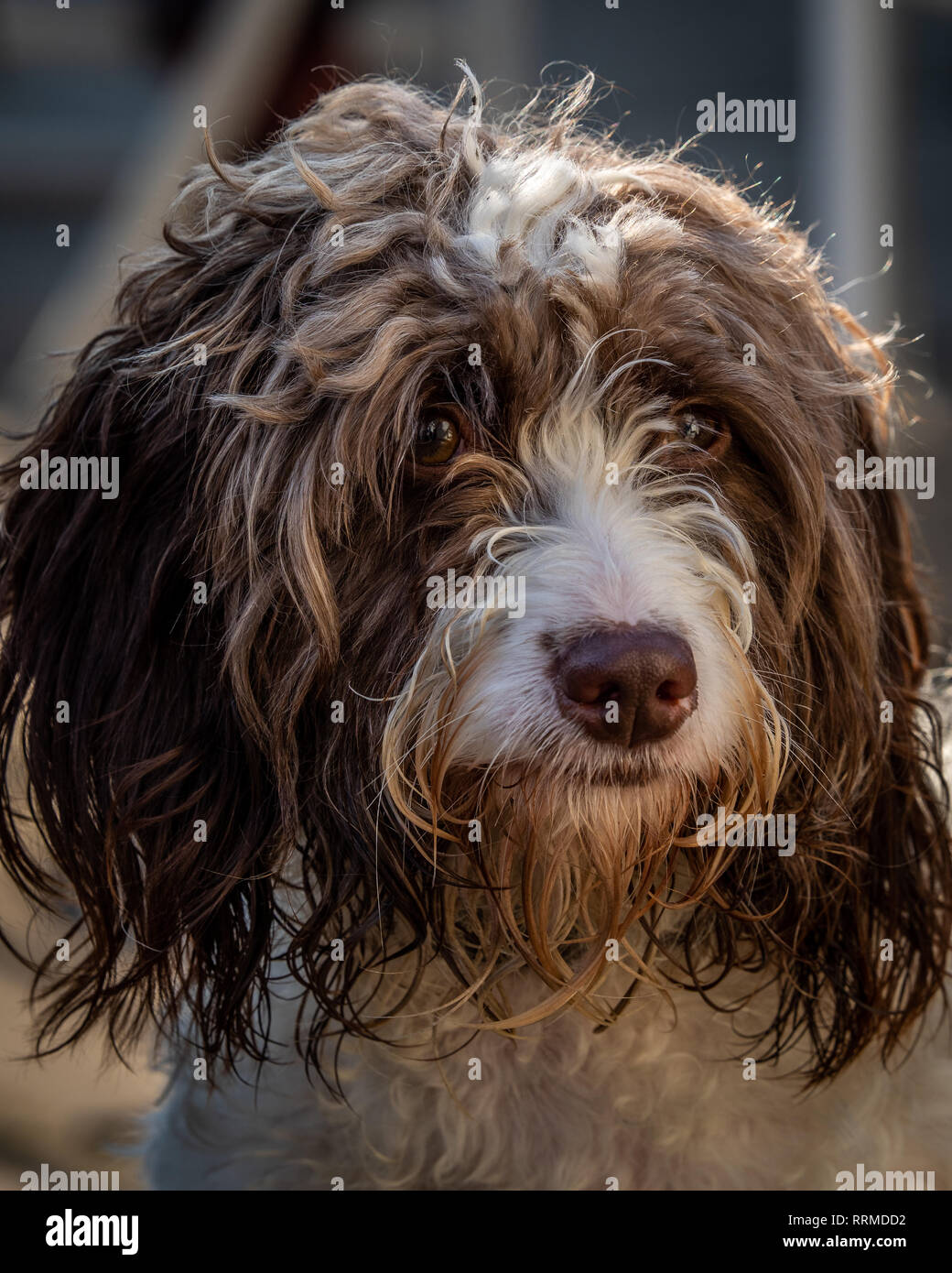 Chocolate springerdoodle hot sale