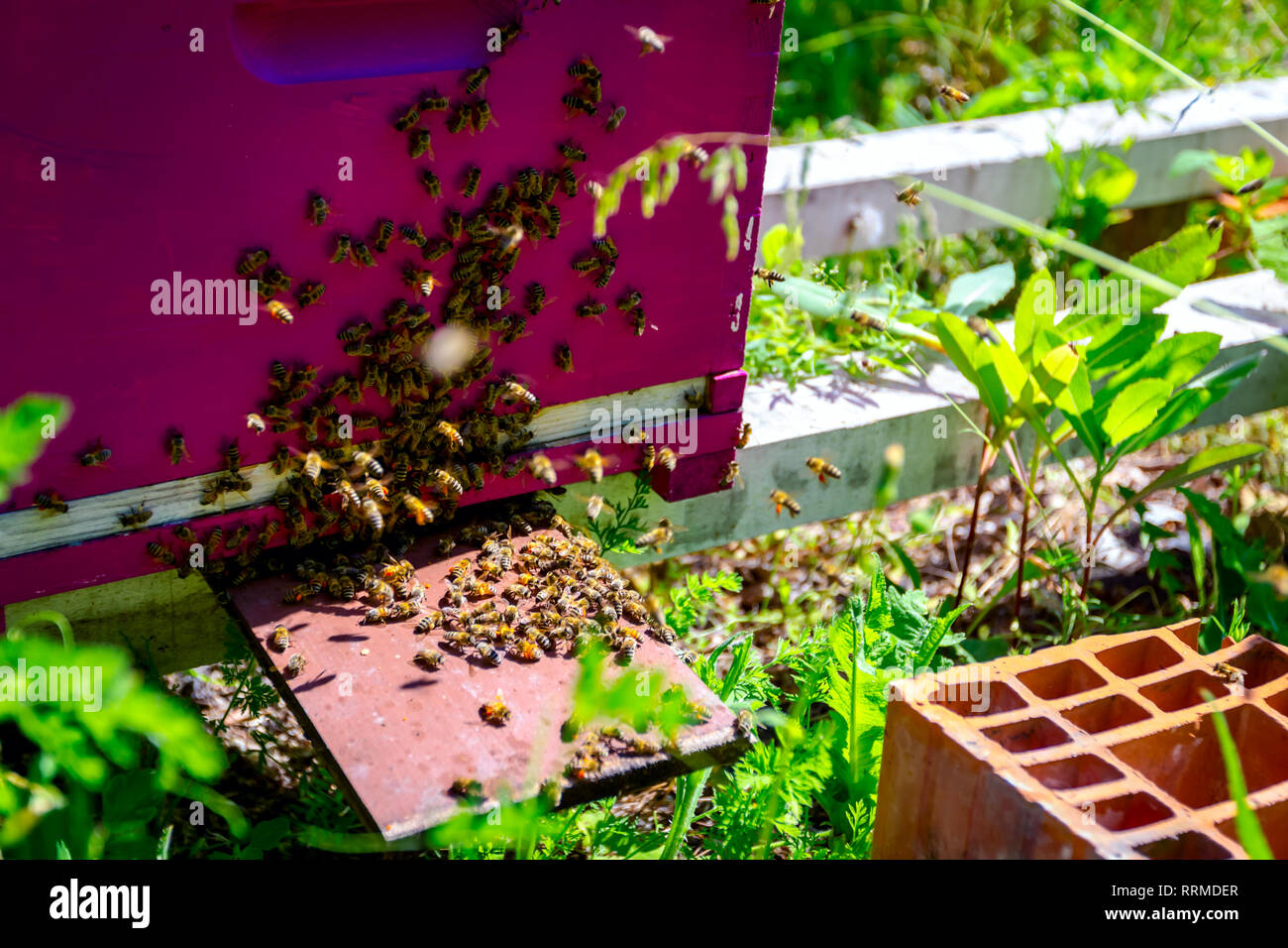 Bee Crawling Hive Exit High Resolution Stock Photography and Images - Alamy