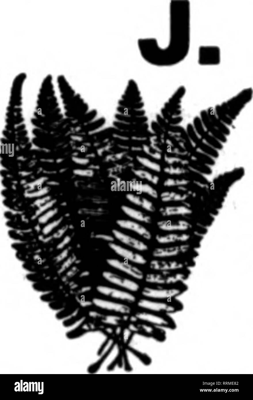 Florists Review Microform Floriculture 42 The Florists Review Januabt 20 1916 Fancy Ferns Finest Stock In The Country We Can Supply You With Sood Stock The Year Around 2 00 Par 1000