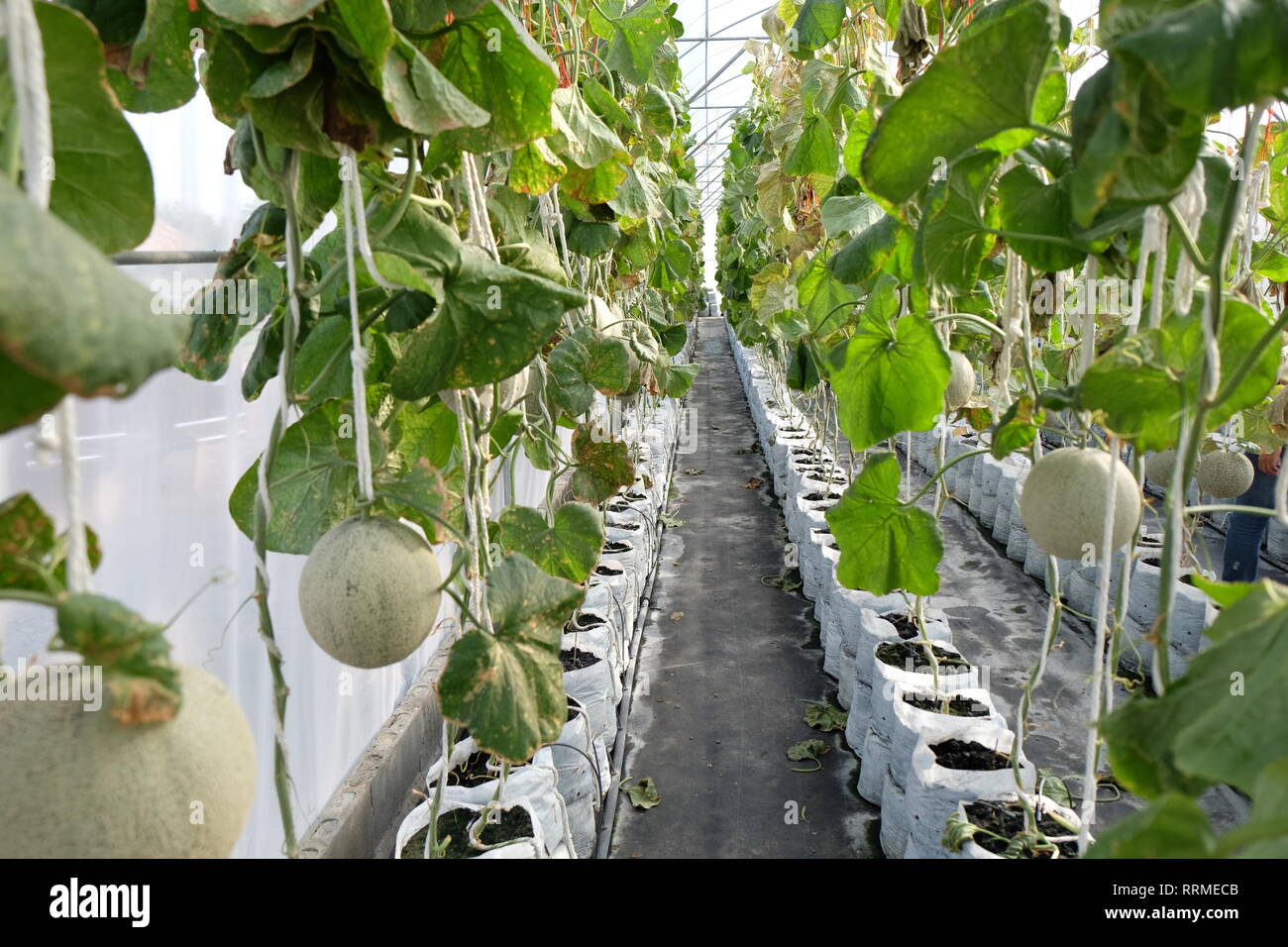 young sprout of Japanese melons or green melons or cantaloupe melons