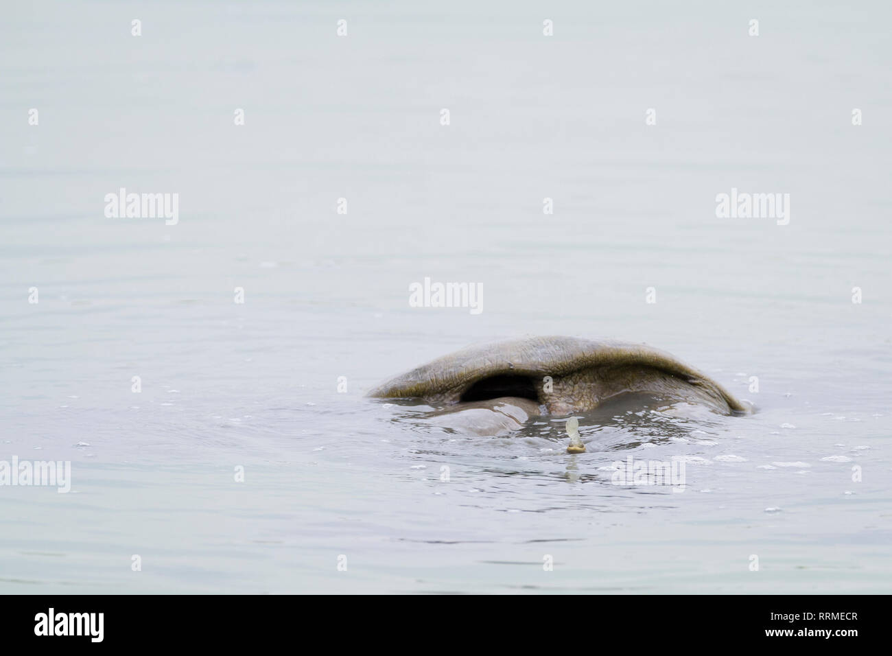 Adult Indian Softshell Turtle (Nilssonia gangetica) in water. Keoladeo National Park. Bharatpur. Rajasthan. India. Stock Photo