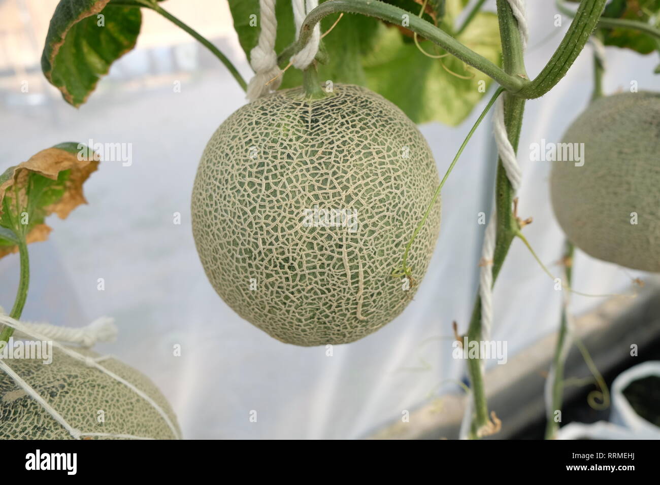 young sprout of Japanese melons or green melons or cantaloupe melons
