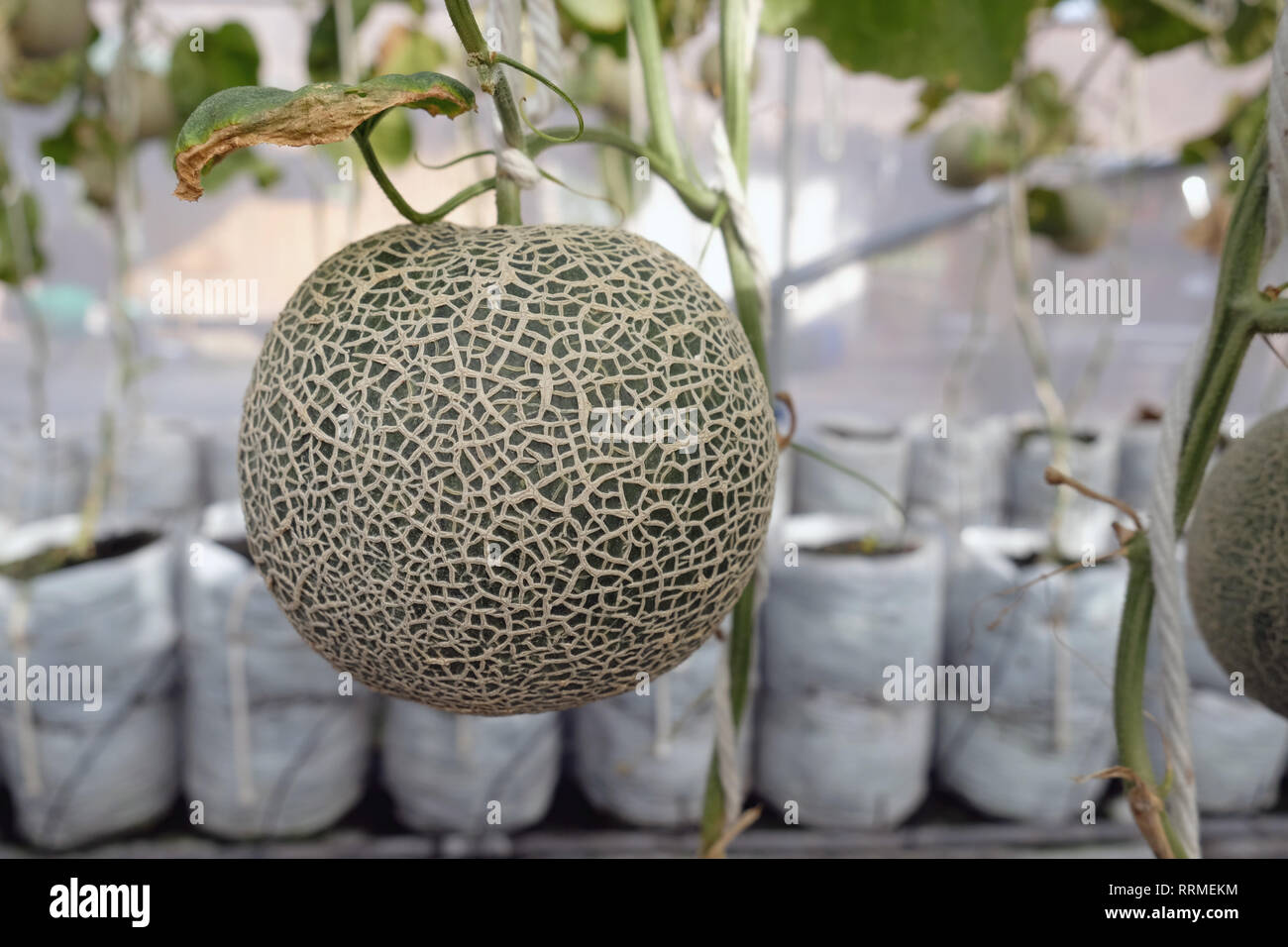 young sprout of Japanese melons or green melons or cantaloupe melons
