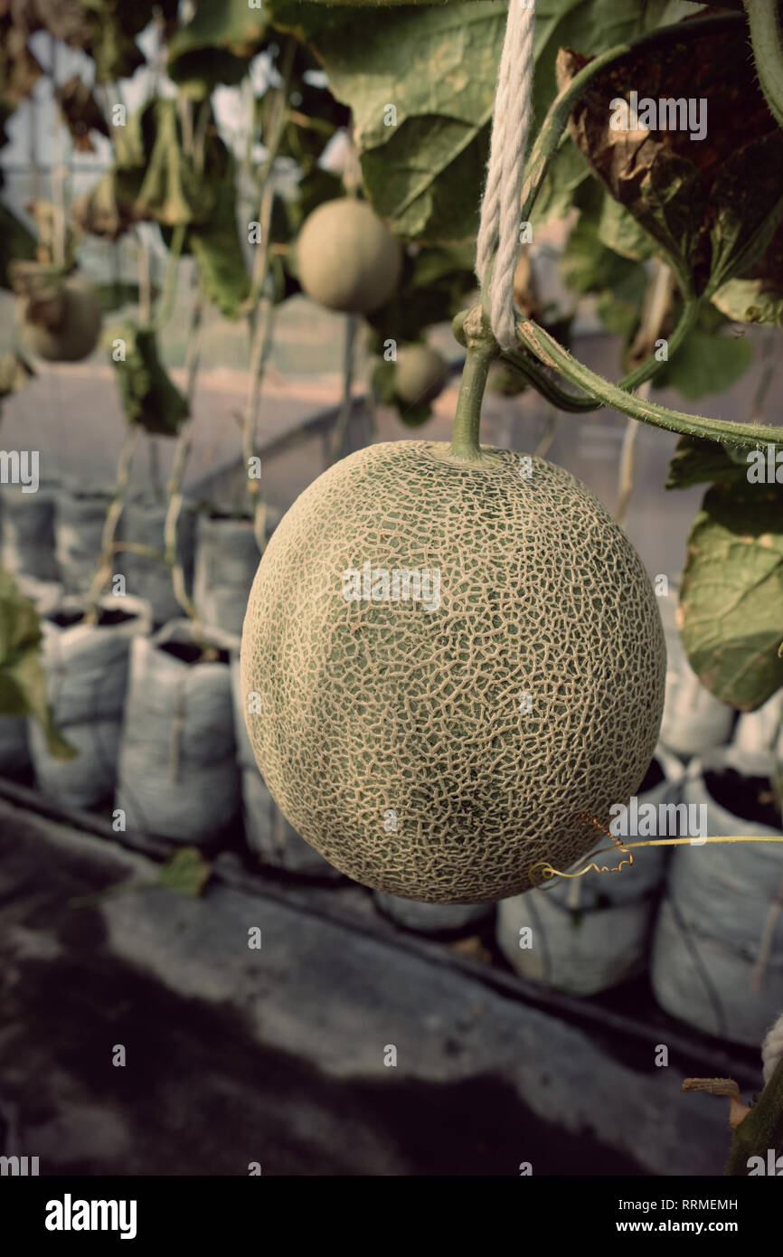 Melon growing in greenhouse hires stock photography and images Alamy