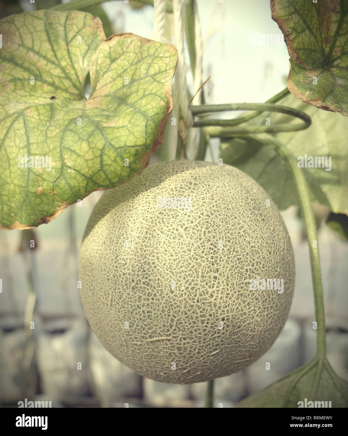 young sprout of Japanese melons or green melons or cantaloupe melons