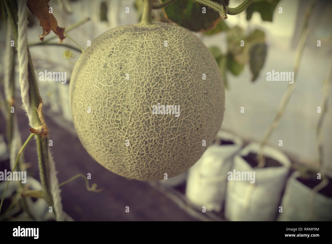 young sprout of Japanese melons or green melons or cantaloupe melons