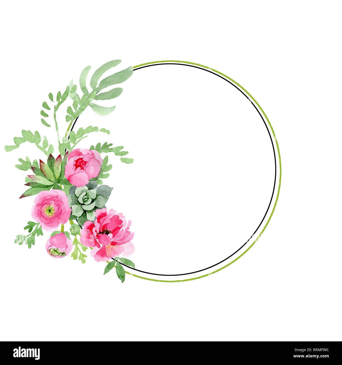 Pink ranunculus floral botanical flowers. Watercolor background ...