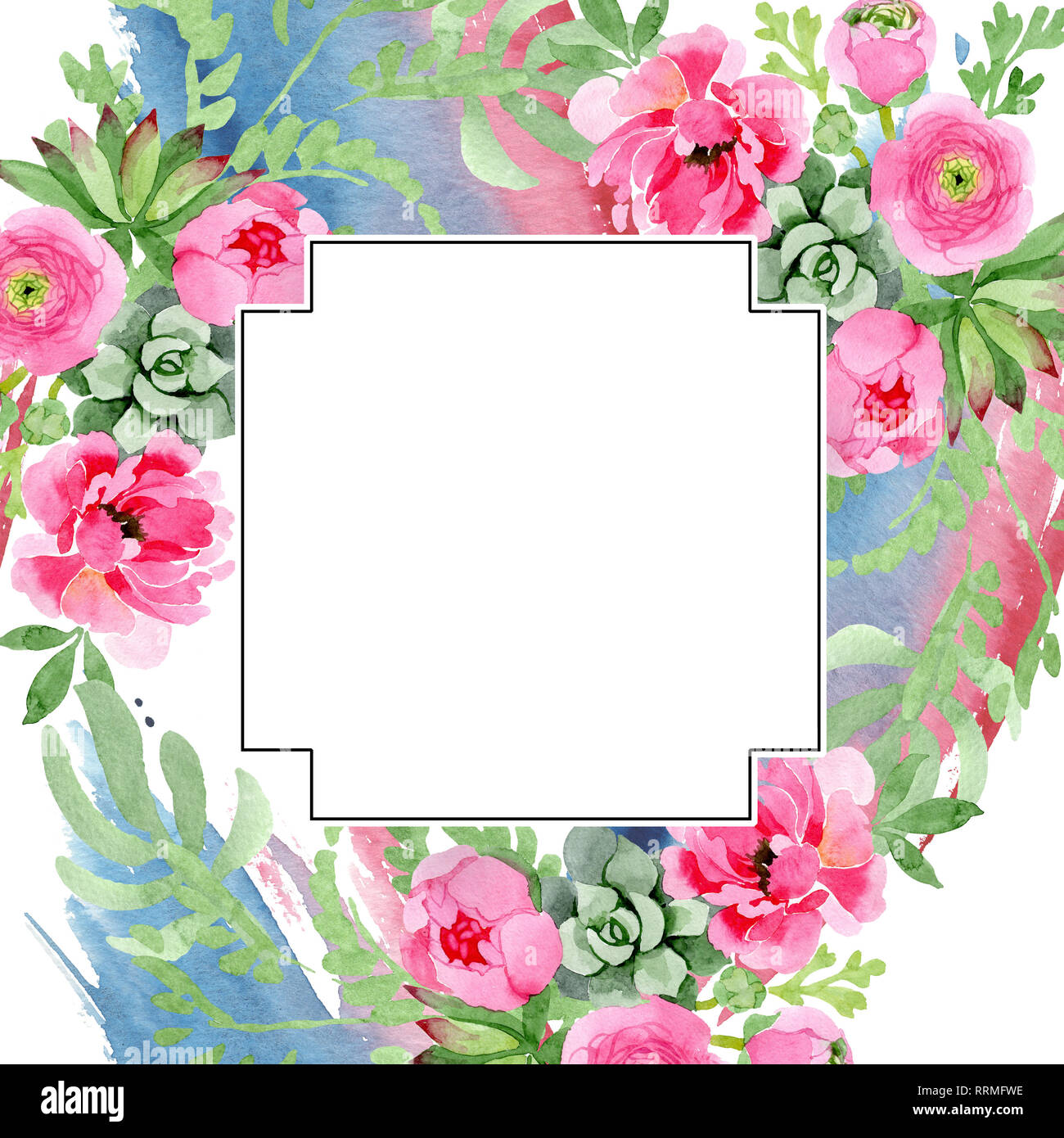 Pink ranunculus floral botanical flowers. Watercolor background ...