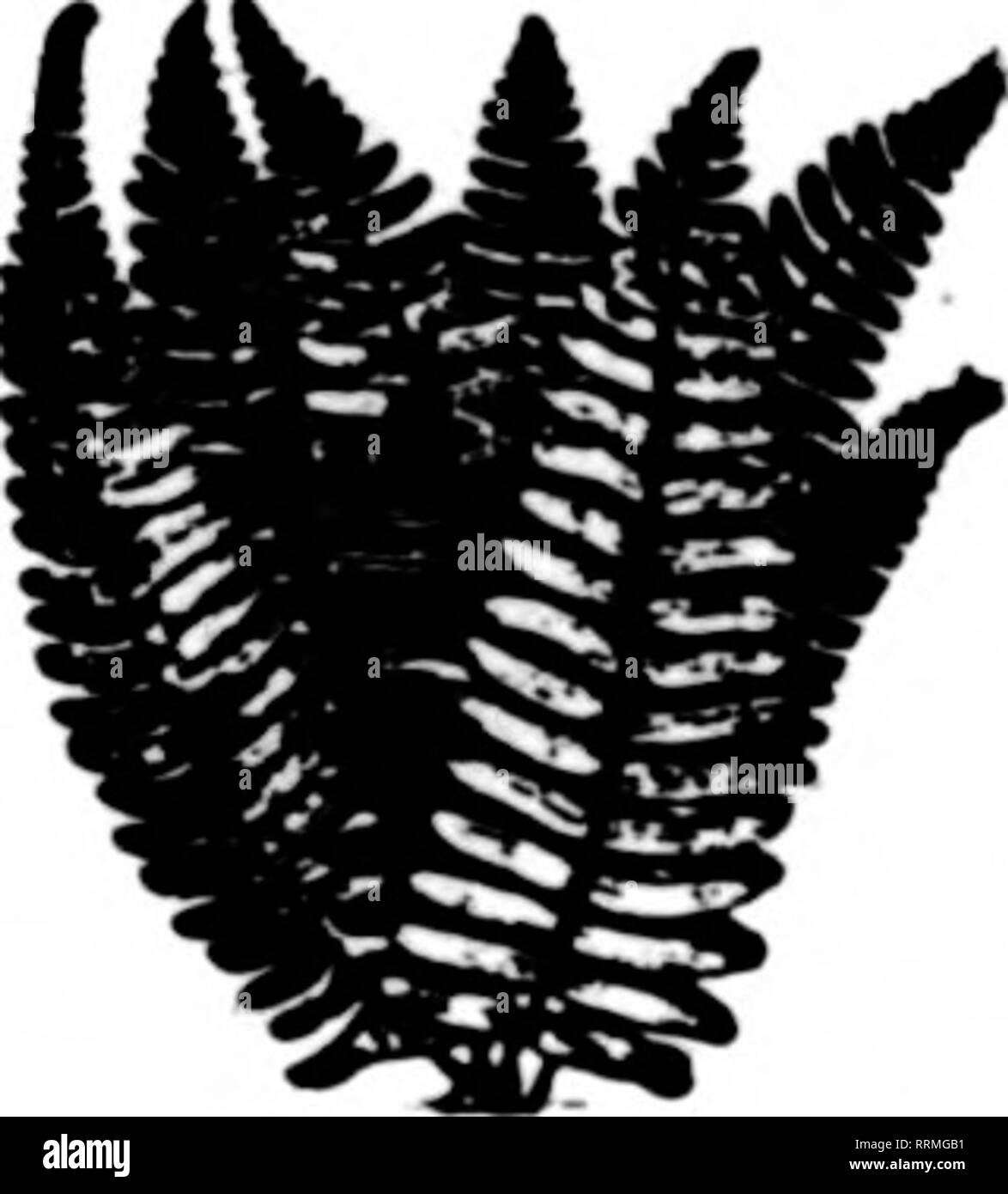 Florists Review Microform Floriculture Talesraph Elk Park