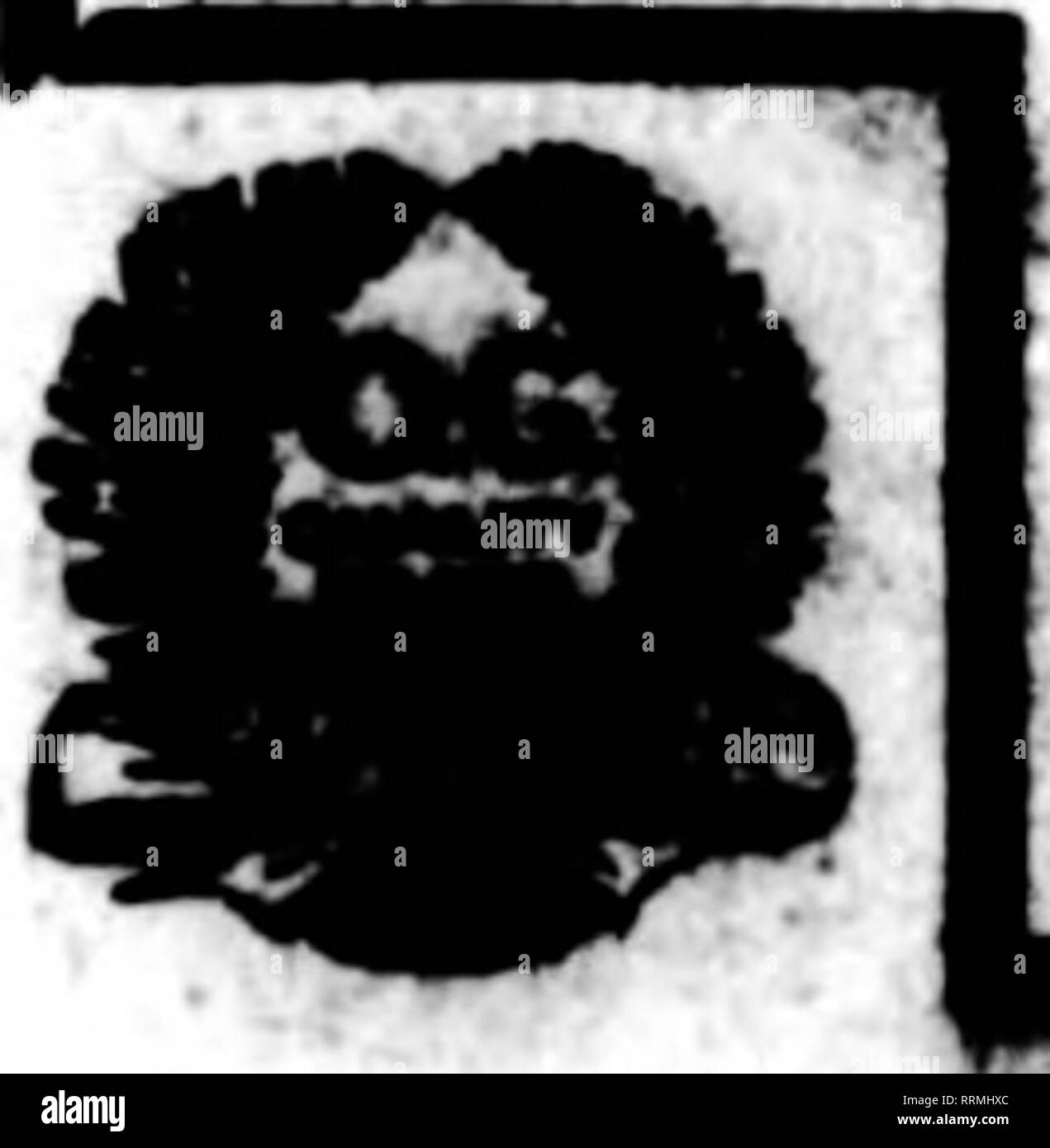 . Florists' review [microform]. Floriculture. No. 30. SILK CLEMATIS. Flower 2^ inches in diameter. Colors, red, purple, yellow, pink. Pric*. $4.80 par sross. No. 1S4. THISTLK. Cluster of four natural Thistles with cloth foliase. Thistle, 2 inches long, 1^ inches in diameter. Colors, pink, blue or yellow. Pric*, $3.80 par doxon eiustors. No. 84. FORQCT.MK-NOT. In bright Christmas Red only. 12 clusters of flowers to the bunch. Prico, $430 por doz. bunchos. No. 14S.}Miiiiaturo Poiiisottla. Small velvet Poinsettia. 2hi inches in diameter, yellow center. Just the thing for wreaths or basket work. P Stock Photo