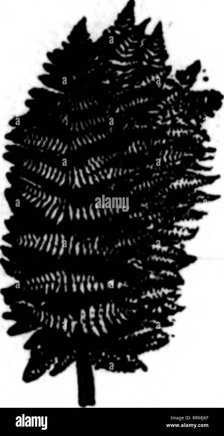 Florists Review Microform Floriculture Galax Ferns Leucothoe