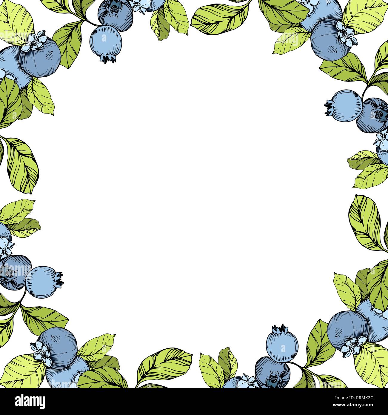 Vector Blueberry blue and green engraved ink art. Berries and green leaves. Frame border