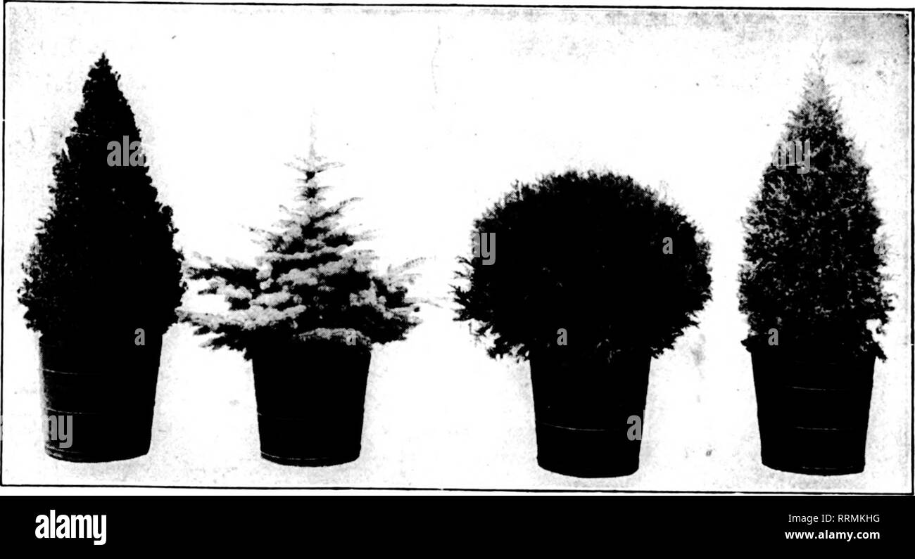 Florists Review Microform Floriculture A Very Kood Substitute For Box Trees Would Be Small Evercrreens Which