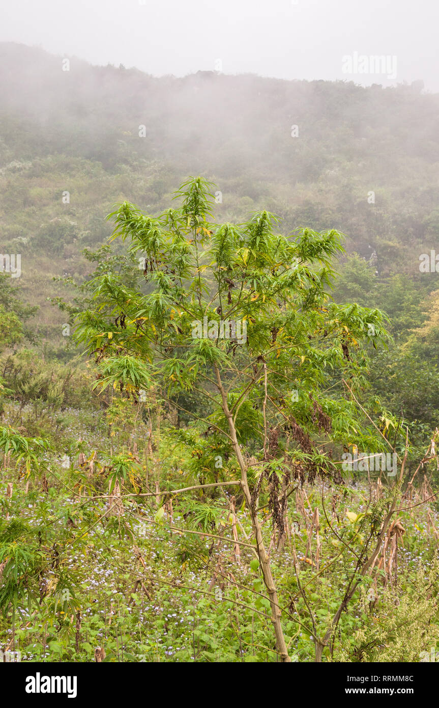 A Cannabis sativa plant growing in the fields of Vietnam on an overcast day Stock Photo