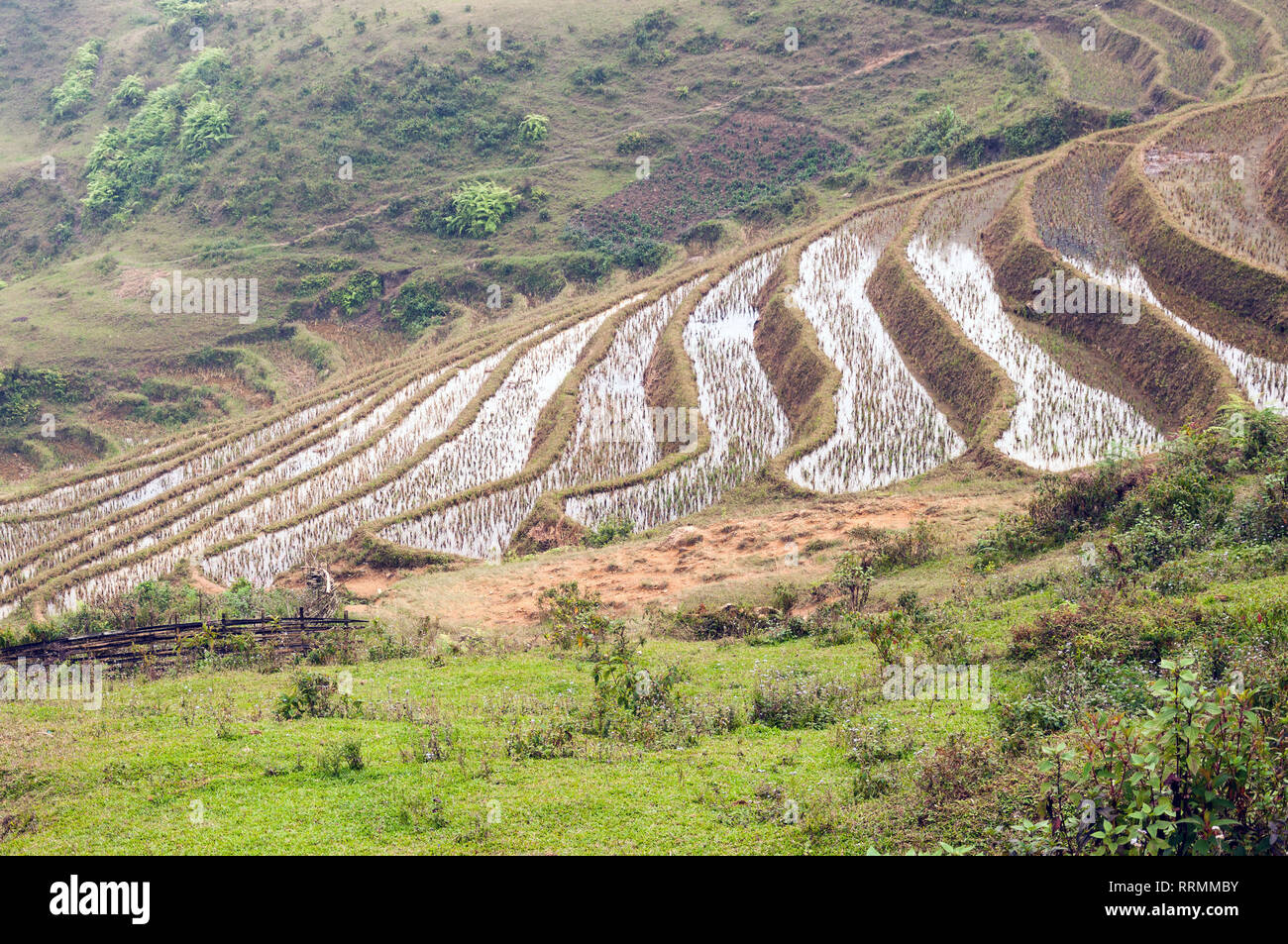 Terraced rice paddy hill on an overcast day, Sa Pa, Vietnam Stock