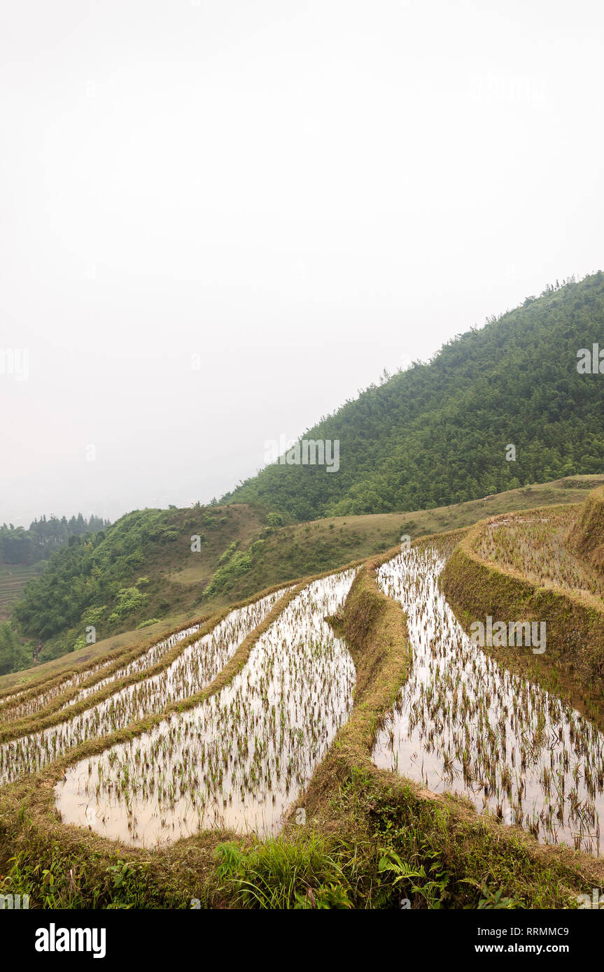 Terraced rice paddy hill on an overcast day, Sa Pa, Vietnam Stock Photo