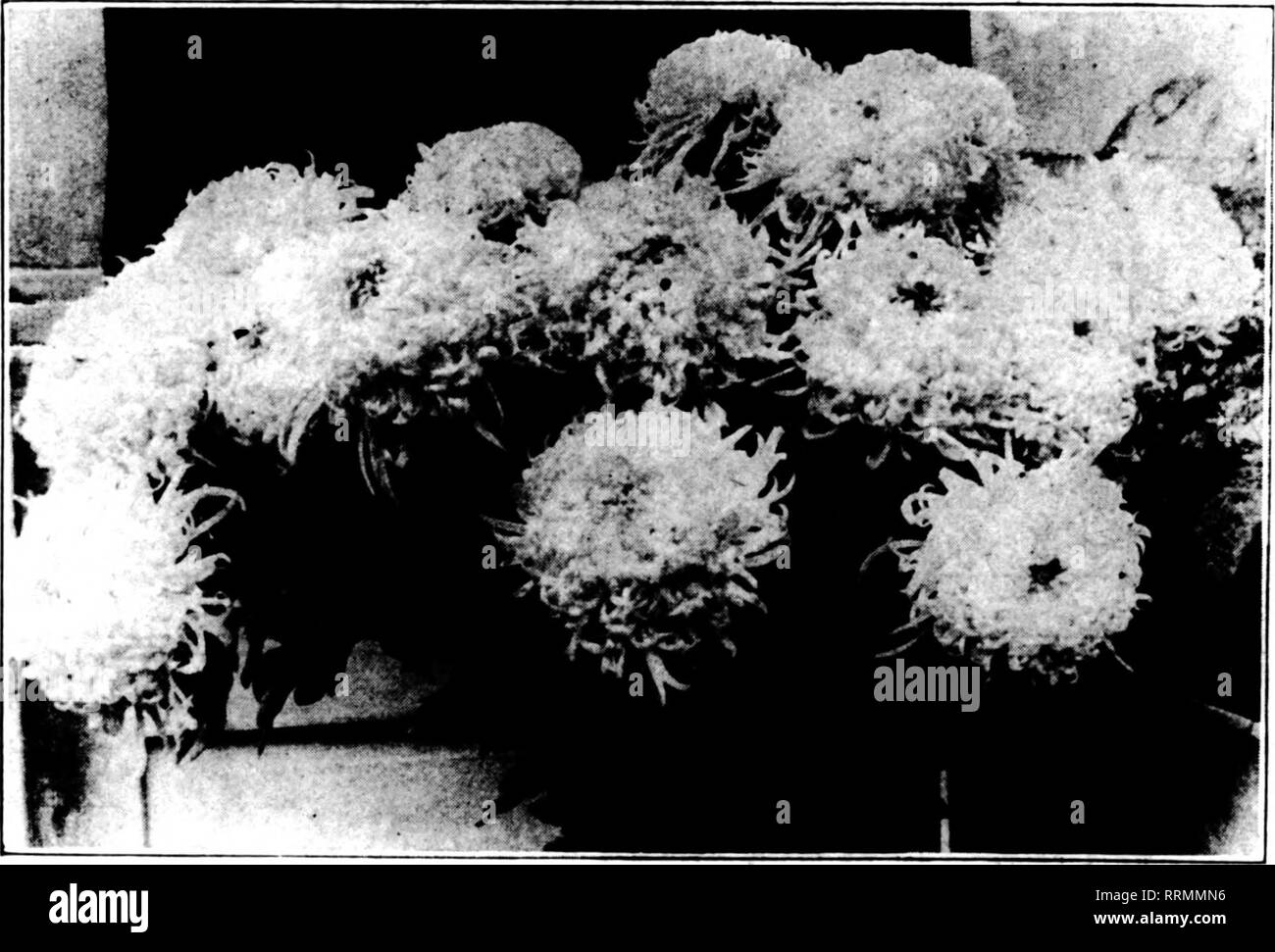 . Florists' review [microform]. Floriculture. 8 The Rorists' Review Maech 8, 1917. THE NEW l?O.SE ^ ROSE-PINK OPHELIA A beautiful shade of Rose-pink. We will book orders for 40,000 only and orders will be filled in rotation.  $30.00 70.00 PRICES OWN ROOT per 100 $125.00 per 500 plants per 250 250.00 per 1000 plants PRICES GRAETED $35.00.. .v. per 100 $150.00 per 500 plants 82.50 per 250 300.00 per 1000 plants BREITNEYER FLORAL COMPANY MT. CLEMENS, MICHIGAN FRED BREITMEYER, Proprietor ^rrnX CHRYSANTHEMUM CERTIFICATE OF MERIT awarded by Chrysanthemum Society of America Picture was taken Decembe Stock Photo