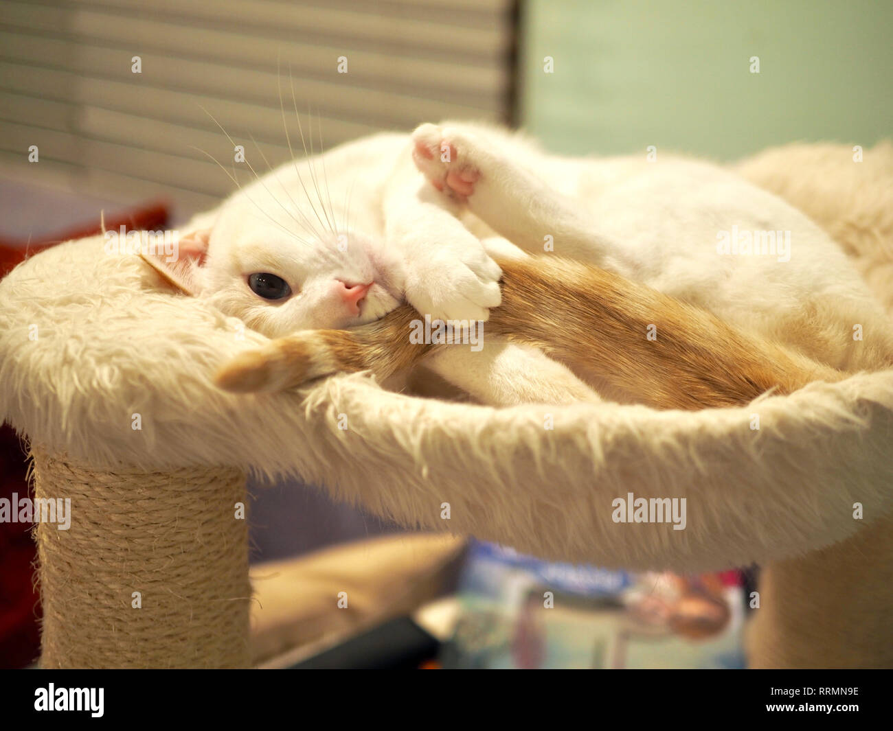 Mitzie the flame point Siamese on her favorite bed Stock Photo