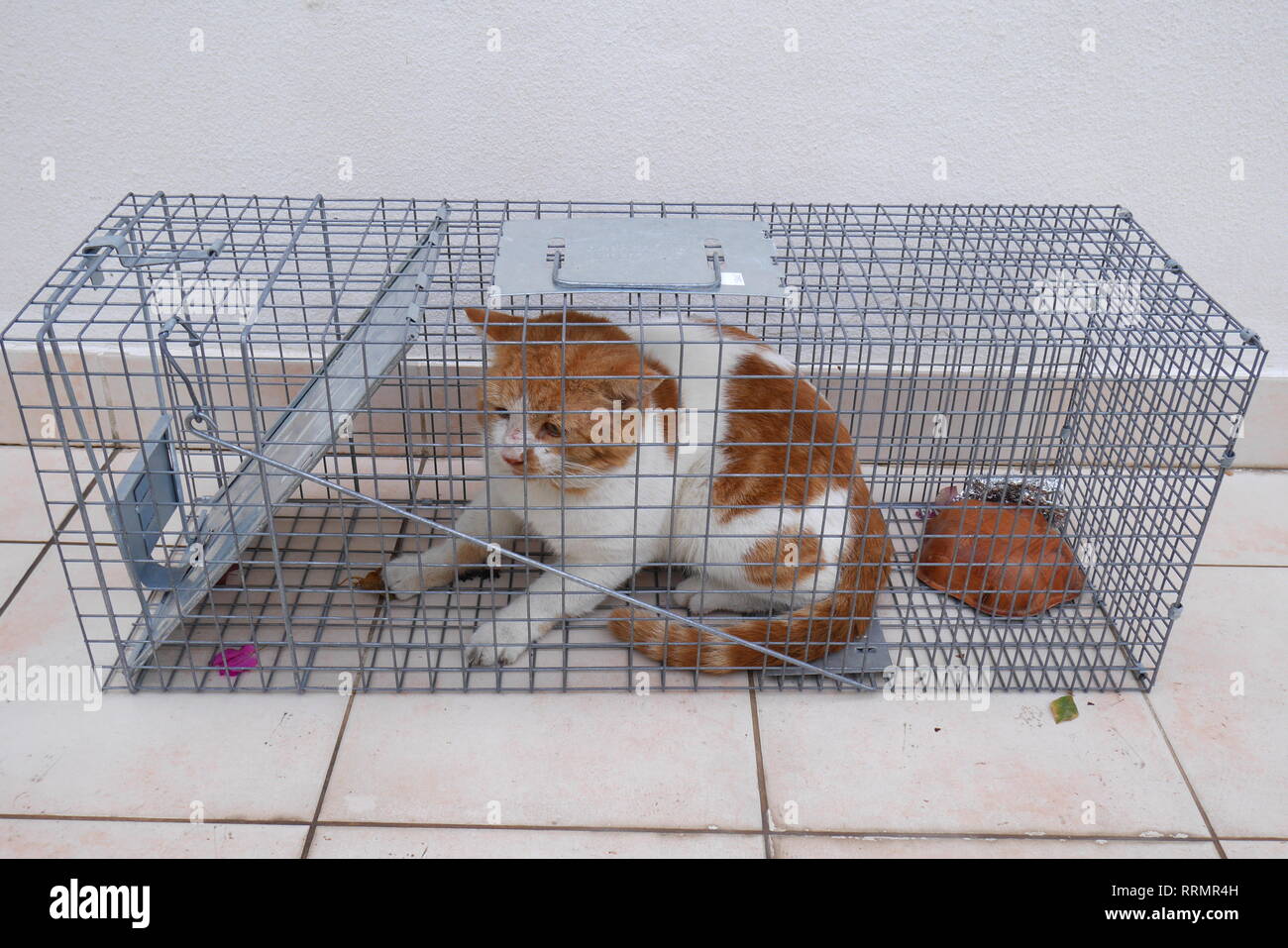 Feral cat caught in a humane cat trap prior to being neutered and released, Kingdom of Bahrain Stock Photo