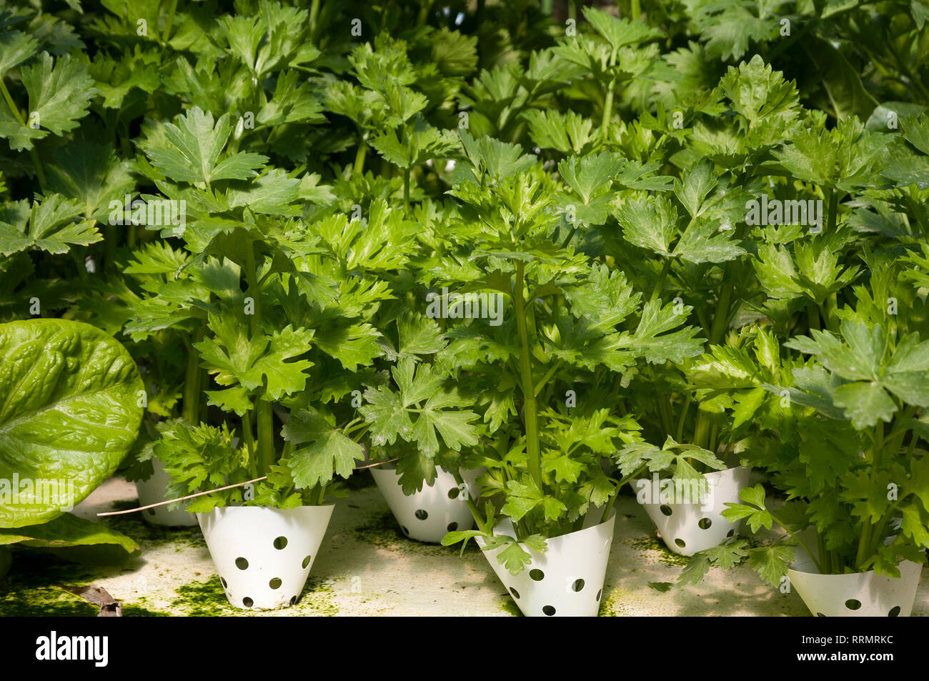 Hydrphinic celery growing Stock Photo