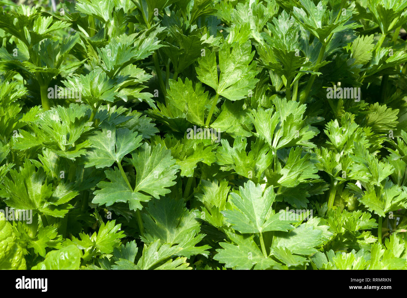 Hydrphinic celery growing Stock Photo