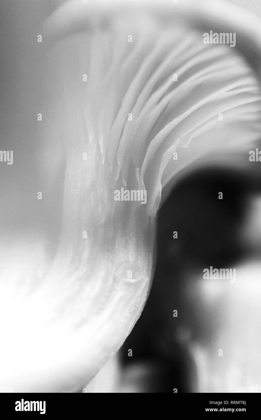 Food fibers Black and White Stock Photos & Images - Alamy