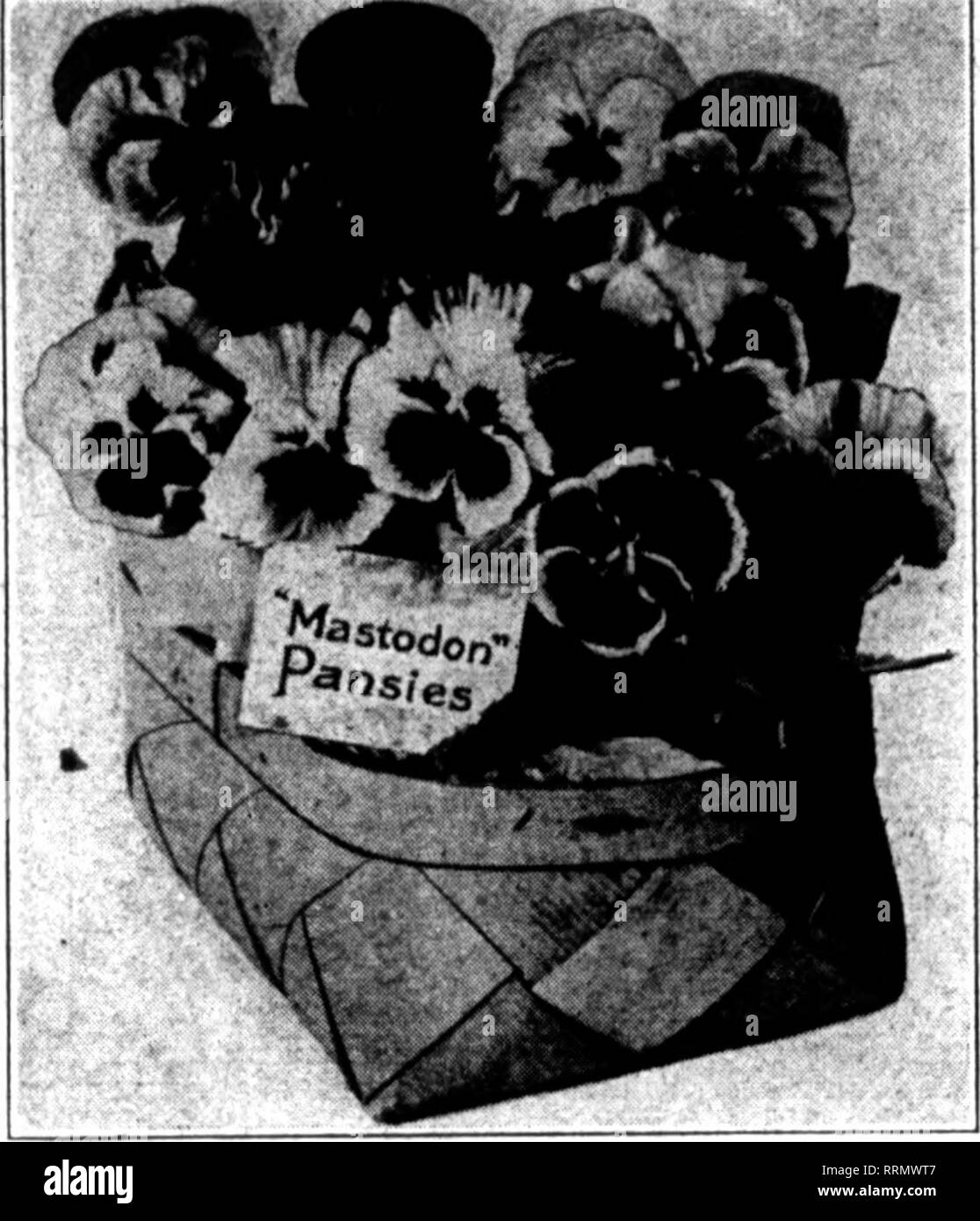 . Florists' review [microform]. Floriculture. •».$? -1 60 •,?,  • - &gt; ??/???. r • &quot;? '-^ -,.•',-.?&gt;.'.;./ • A:.-,^:7-.vn;-?,'.? The Florists^ Review ^^^: :l-.-¥ AUGUST 24, 19J6. large catalogue descriptive of the prod- ucts of the Eureka nursery. One of the largest shippers of plu- mosus in California, Walter Armacost &amp; Co., of Sawtelle, are planning to in- crease their facilities for growing this asparagus. Five acres adjoining the company's place at Fifteenth and La Grange streets have been purchased and lath houses for plumosus will be erected on this. Three and one-half acre Stock Photo