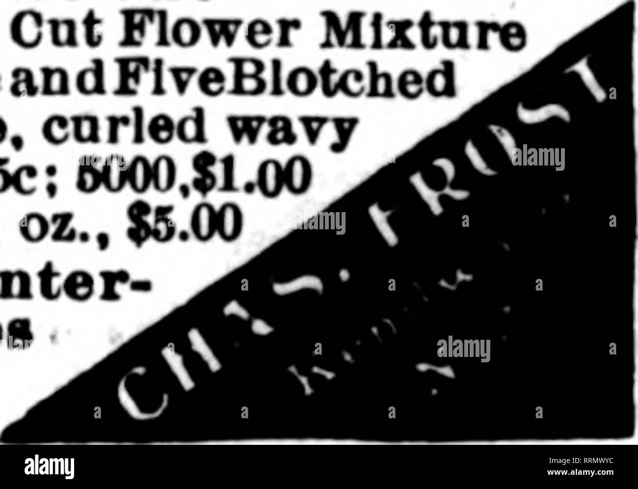 . Florists' review [microform]. Floriculture. Pansy Seed TOOLE GIANT PRIZE STRAIN. 1000 seeds, 40c; ^s-oz.. 90c; i4-oz., $1.26; oz.. $6.00. WILLIAM TOOLE &amp; SON ' Hardy Plant and Pangy Farm Baraboo, Wia. Mention The Rerlew when yon write.. Please note that these images are extracted from scanned page images that may have been digitally enhanced for readability - coloration and appearance of these illustrations may not perfectly resemble the original work.. Chicago : Florists' Pub. Co Stock Photo