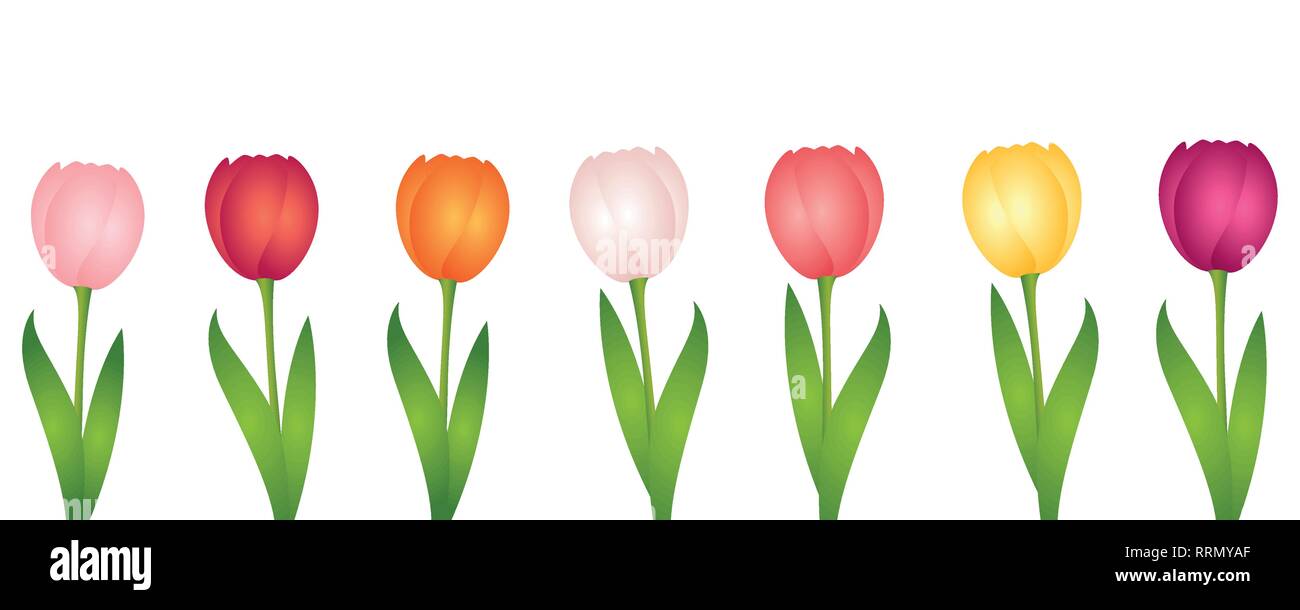 set of colorful tulips isolated on white background vector illustration EPS10 Stock Vector