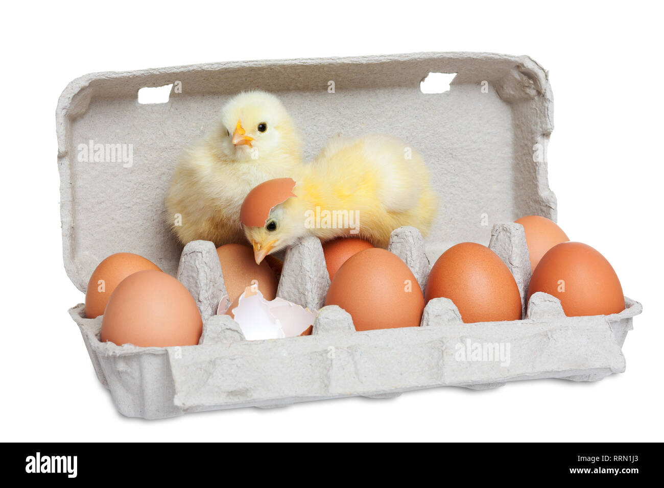 Two chicken with egg Stock Photo Alamy