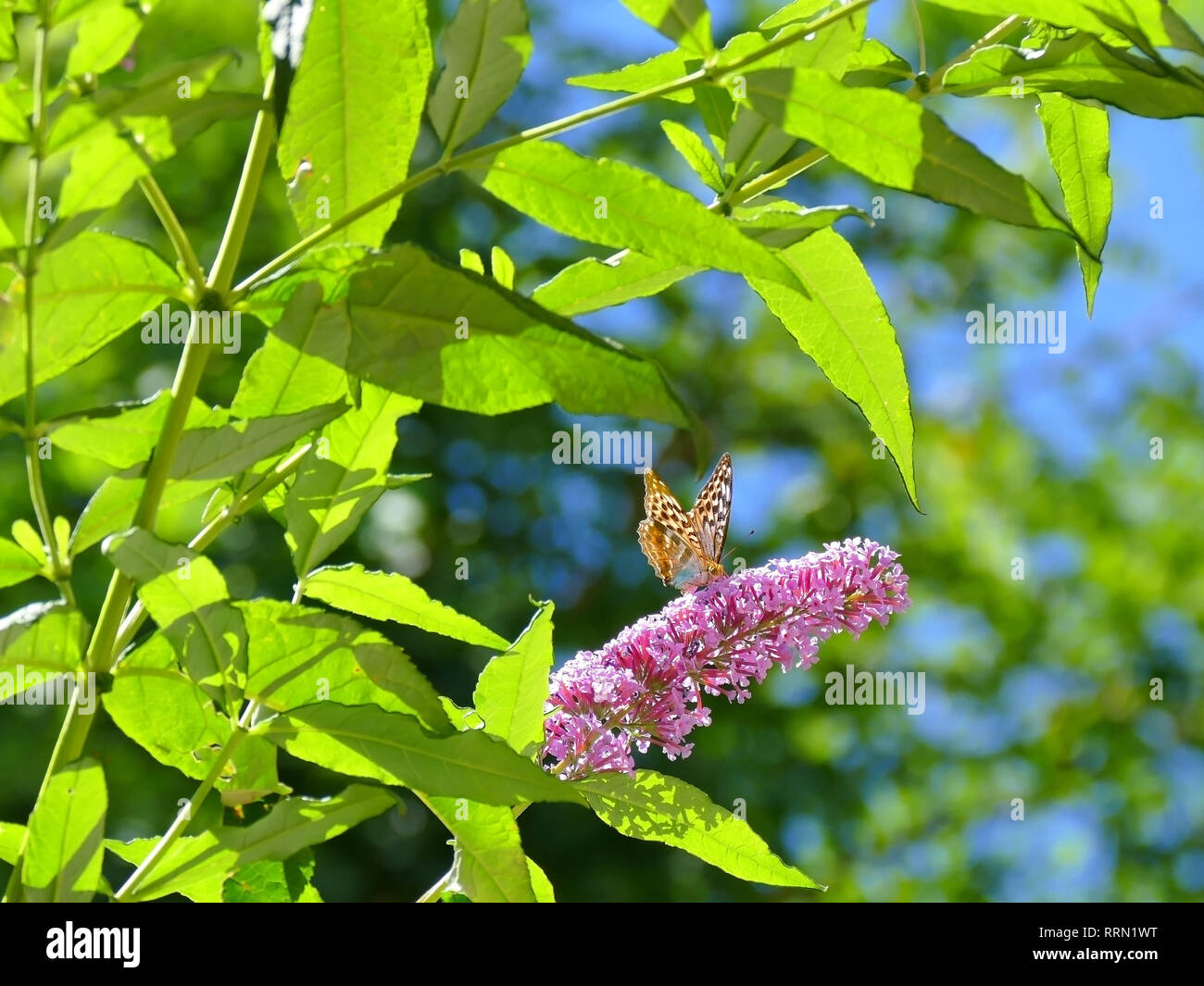 Buddleia X Weyeriana Bicolor Slubne Suknie Info