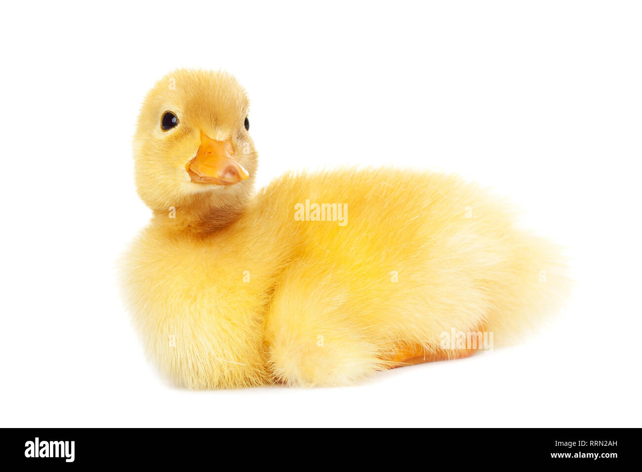 Cute animal baby duck isolated Stock Photo