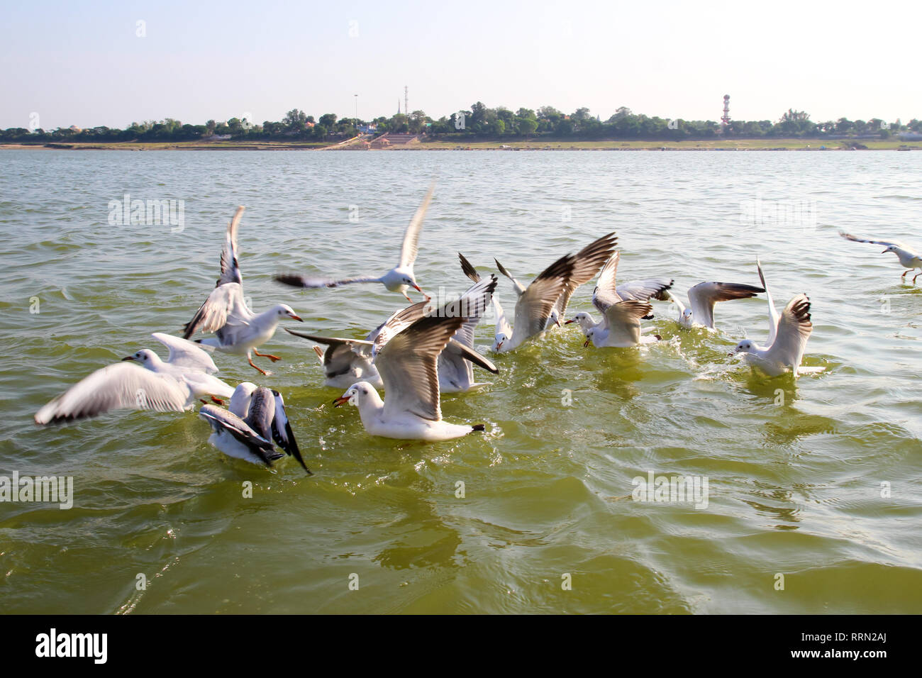 Heuglin's gull or Siberian gull, migrated siberian bird on ganges river Allahabad at prayag triveni sangam Stock Photo